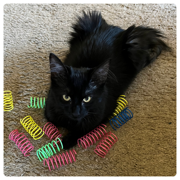 Lucky a domestic medium hair black cat laying on the floor with a pile of toys surrounding him