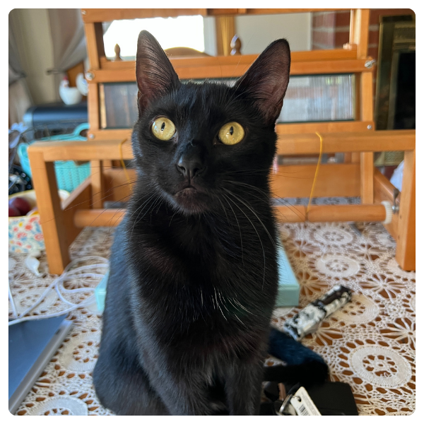 Newt a domestic shorthair black cat sitting upright with his eyes wide open