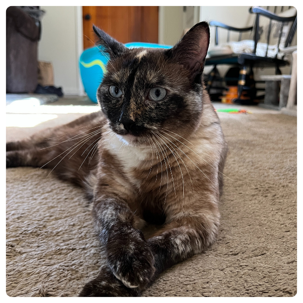 Peeps a torti siamese sitting with her paws crossed