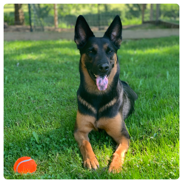 Storm a german shepard sitting in the grass with a ball